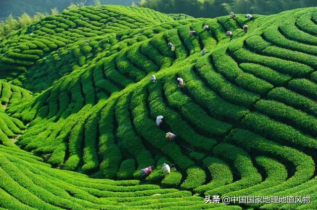 中国好茶地图
