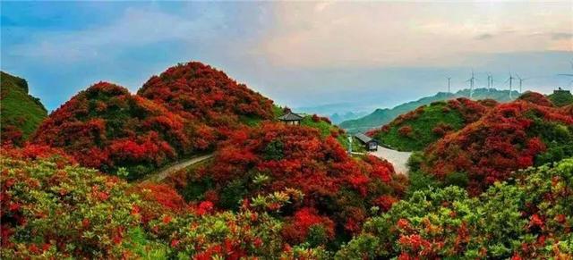 除了平坝，贵州这47个最美赏花胜地，你去过几个？