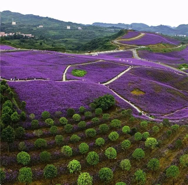 除了平坝，贵州这47个最美赏花胜地，你去过几个？