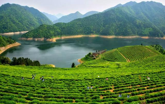 20条茶乡旅游精品路线发布，给爱喝茶又爱旅游的你！