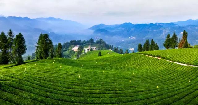 20条茶乡旅游精品路线发布，给爱喝茶又爱旅游的你！