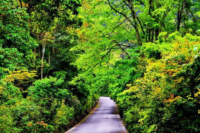 在贵州荔波原始森林里穿越，走贝爷走过的路，与大自然零距离接触