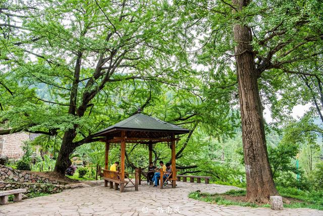 贵州六盘水有个“世界古银杏之乡”，树龄长达1500年，景色如画