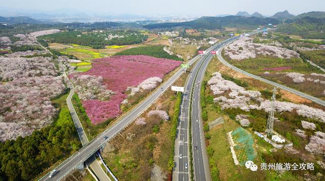 从万亩樱花到百里杜鹃：贵州三月看花路线，你可要收藏好