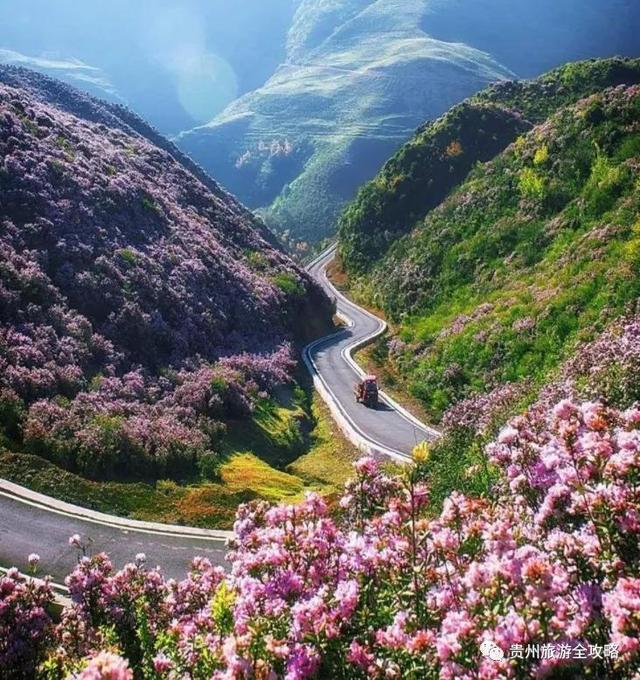 从万亩樱花到百里杜鹃：贵州三月看花路线，你可要收藏好