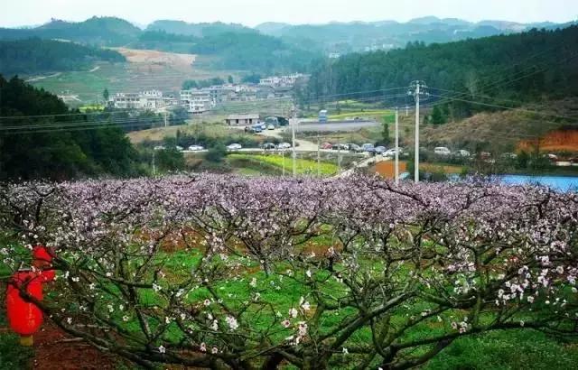 美炸了！贵州花海成仙境，个个都是最炫打卡地！