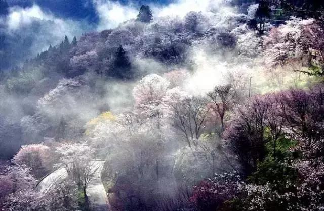 美炸了！贵州花海成仙境，个个都是最炫打卡地！