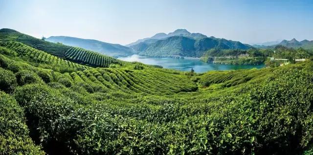 贵州茶叶路线旅游(贵州三大名茶是那三)