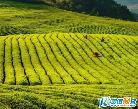 贵州茶叶路线旅游(贵州三大名茶是那三)