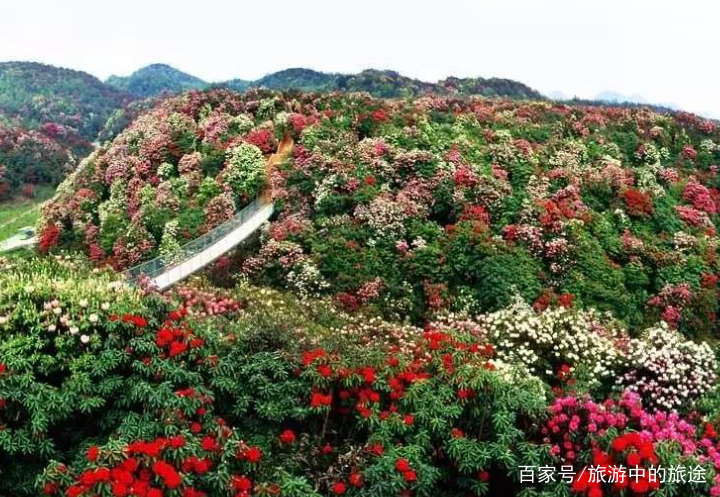贵州赏花旅游景点(贵州旅游必去十大景点)